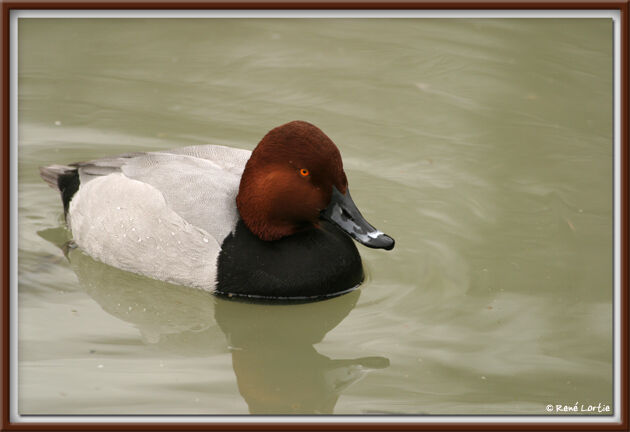 Redhead