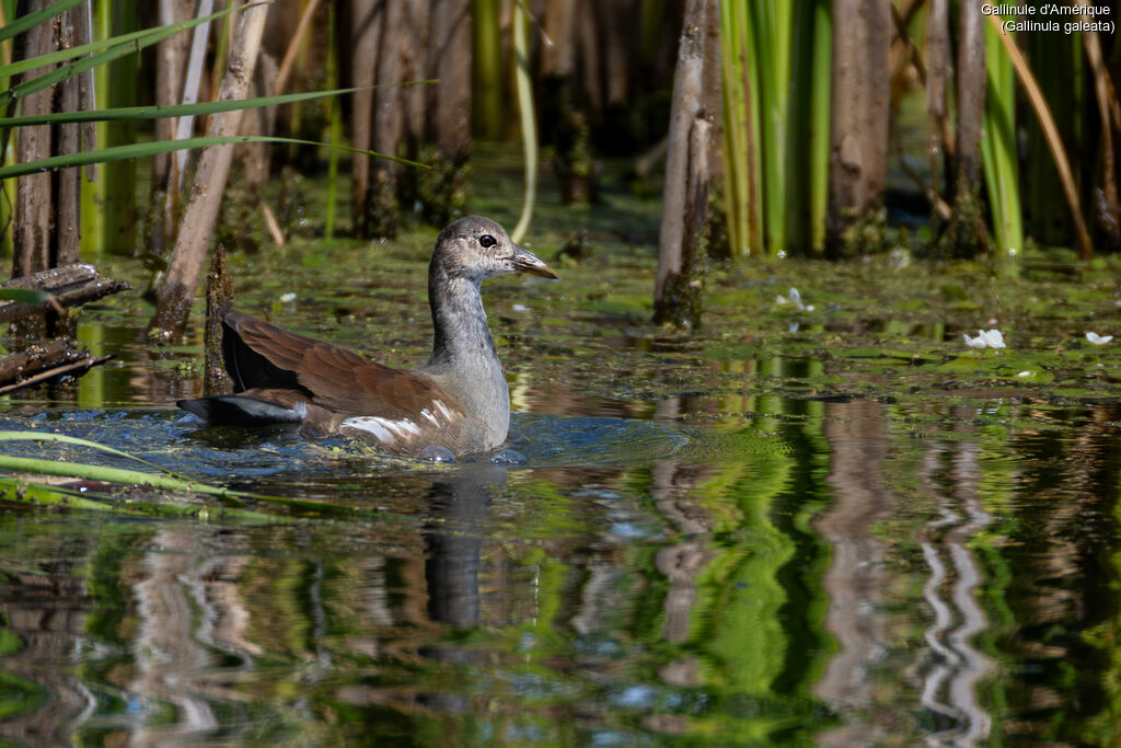 Common GallinuleFirst year, habitat, swimming