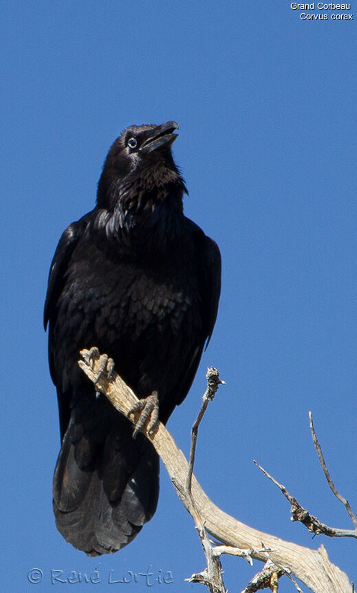 Northern Ravenadult, identification