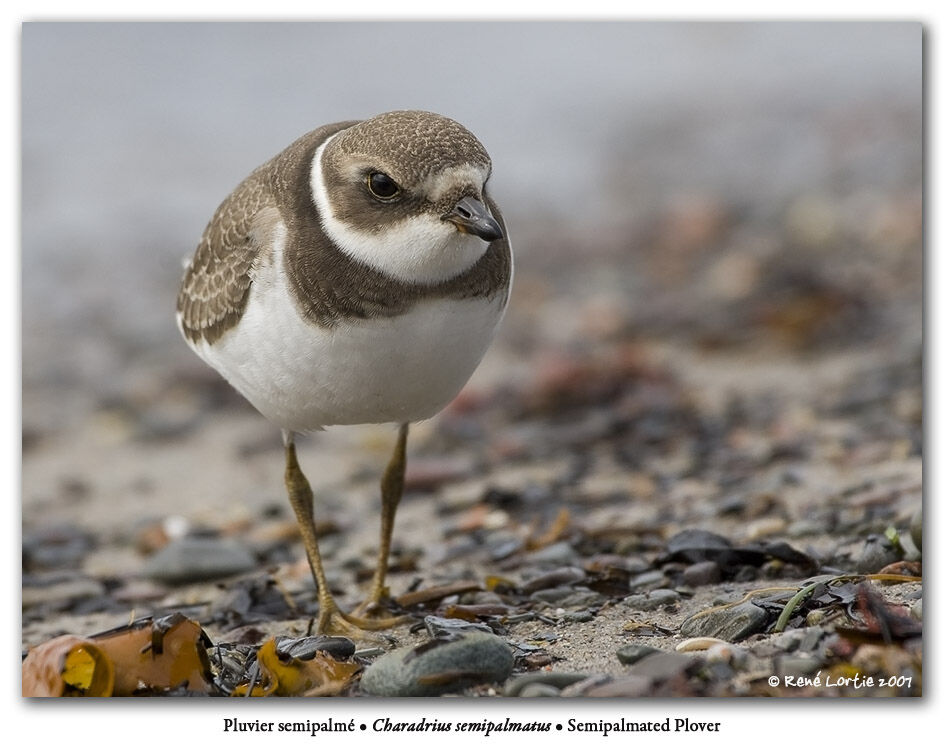 Semipalmated Plover