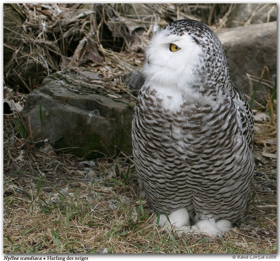 Harfang des neiges