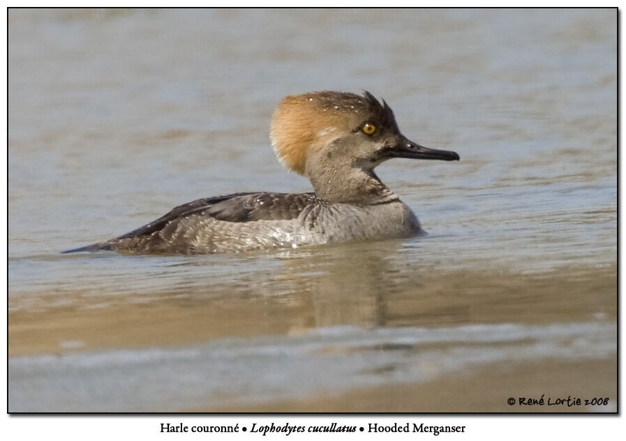 Hooded Merganser male First year