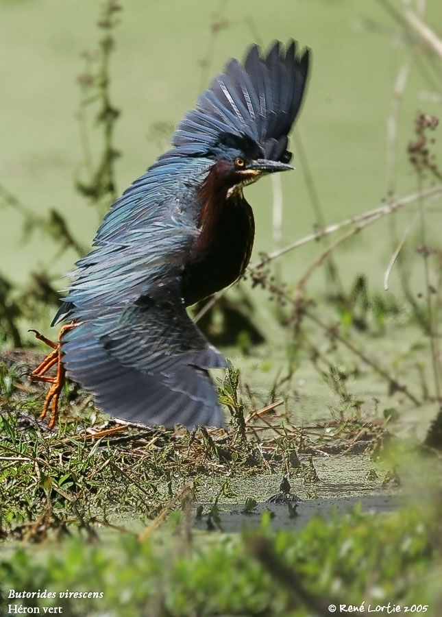 Green Heron