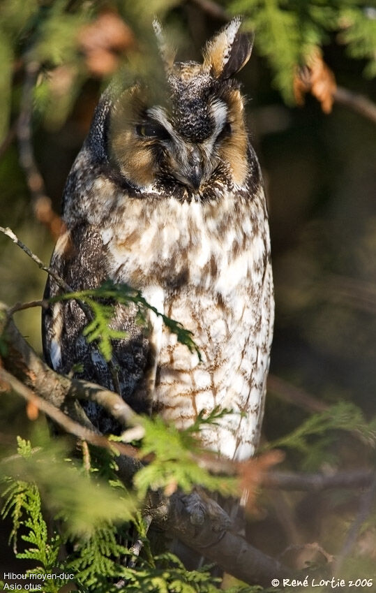 Hibou moyen-duc