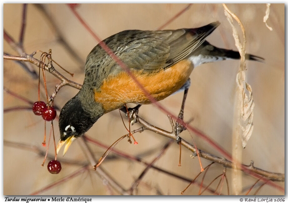 American Robin