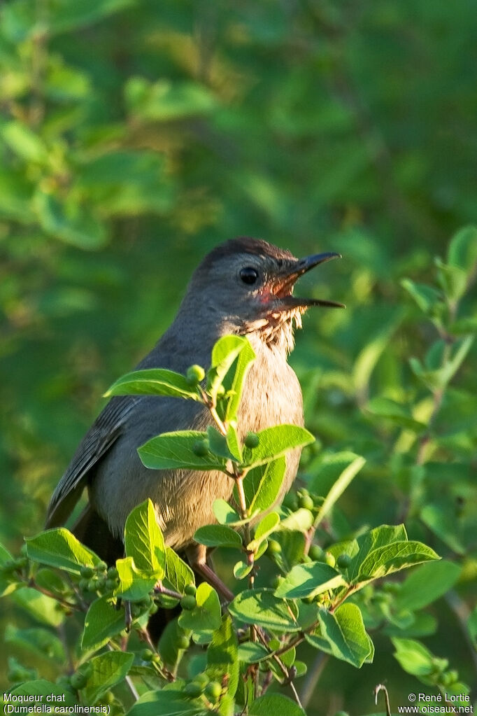 Grey Catbird