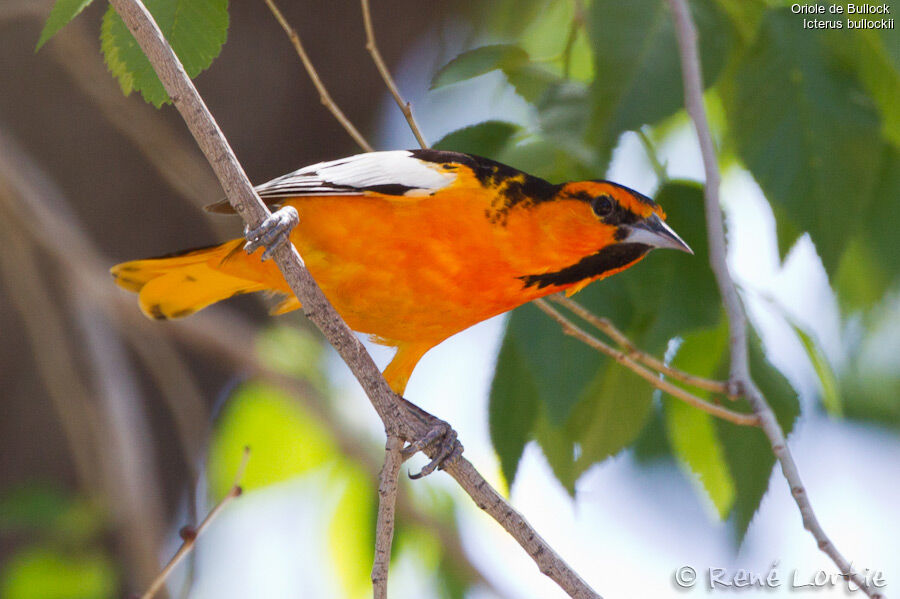 Bullock's Oriole