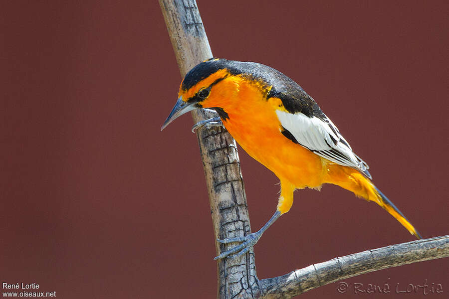 Bullock's Oriole