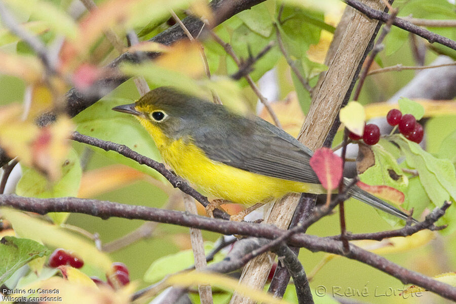 Paruline du Canada femelle adulte, identification