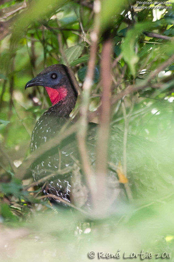 Crested Guanadult, identification
