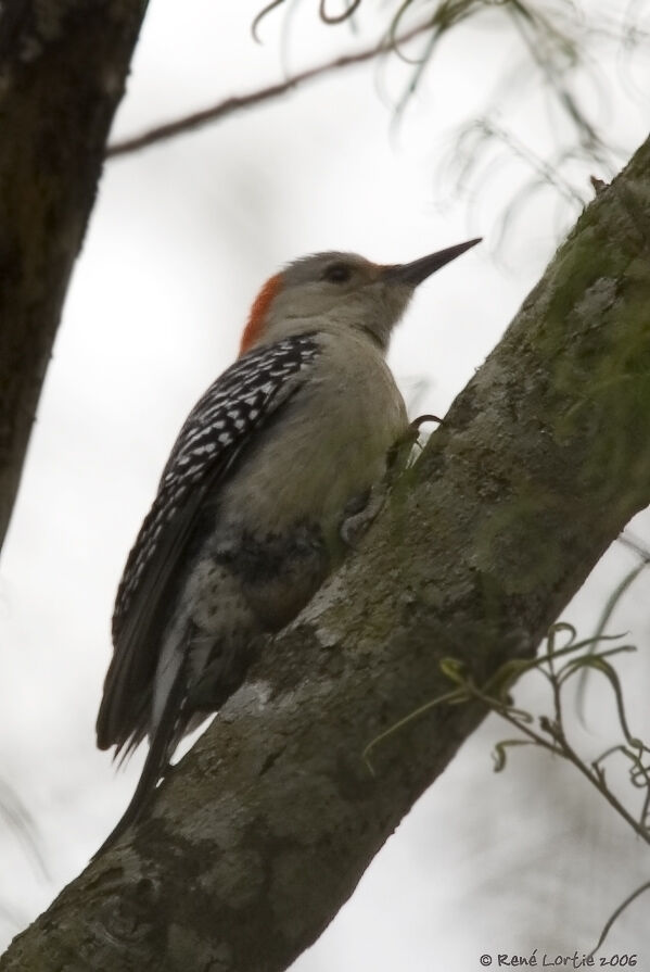 Red-bellied Woodpecker