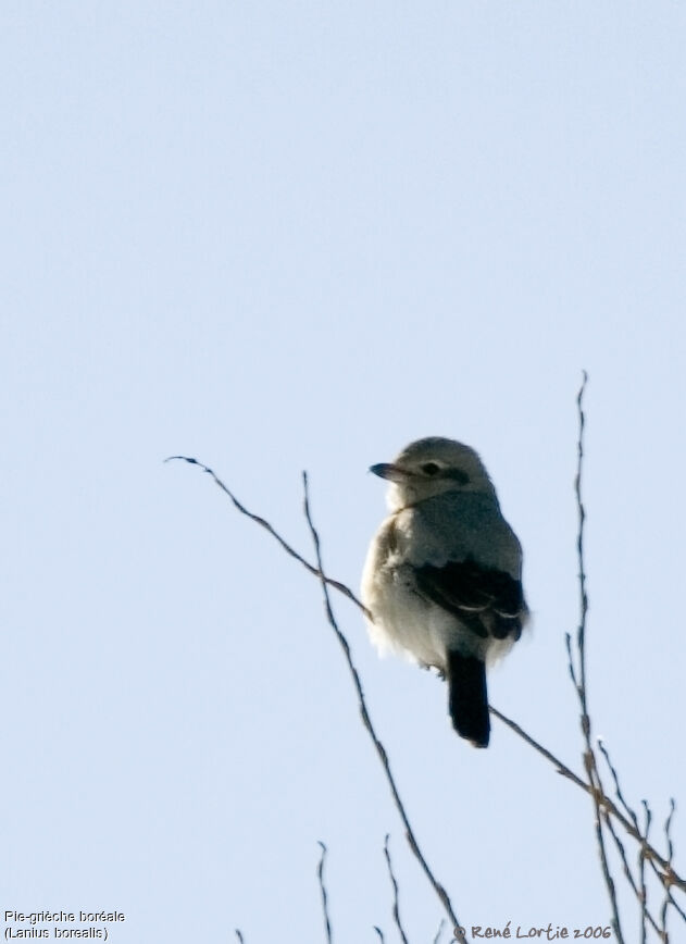 Pie-grièche boréale