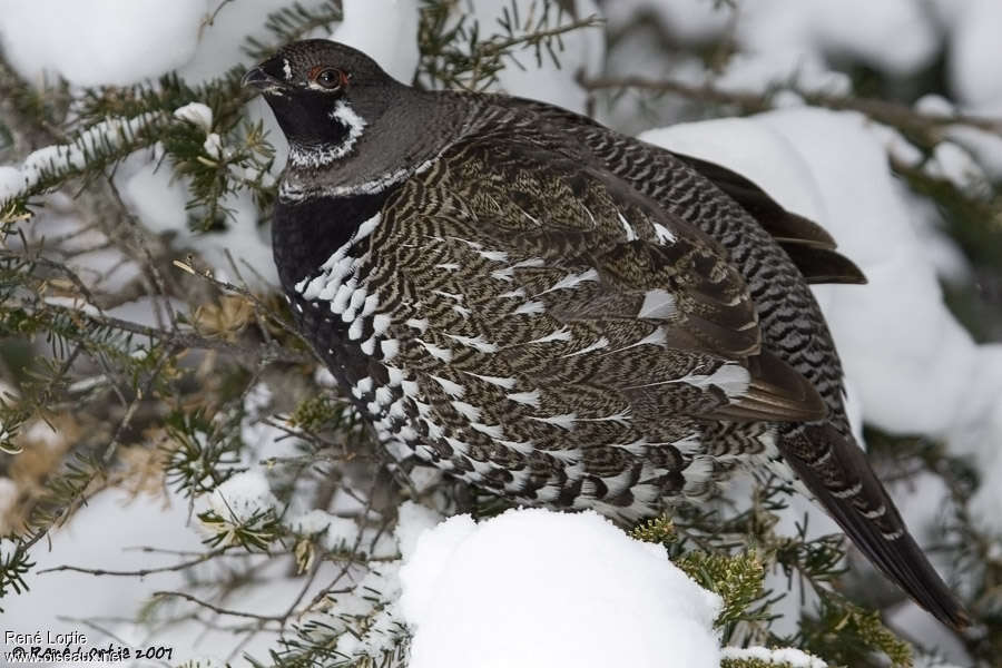 Spruce Grouse male adult post breeding, identification