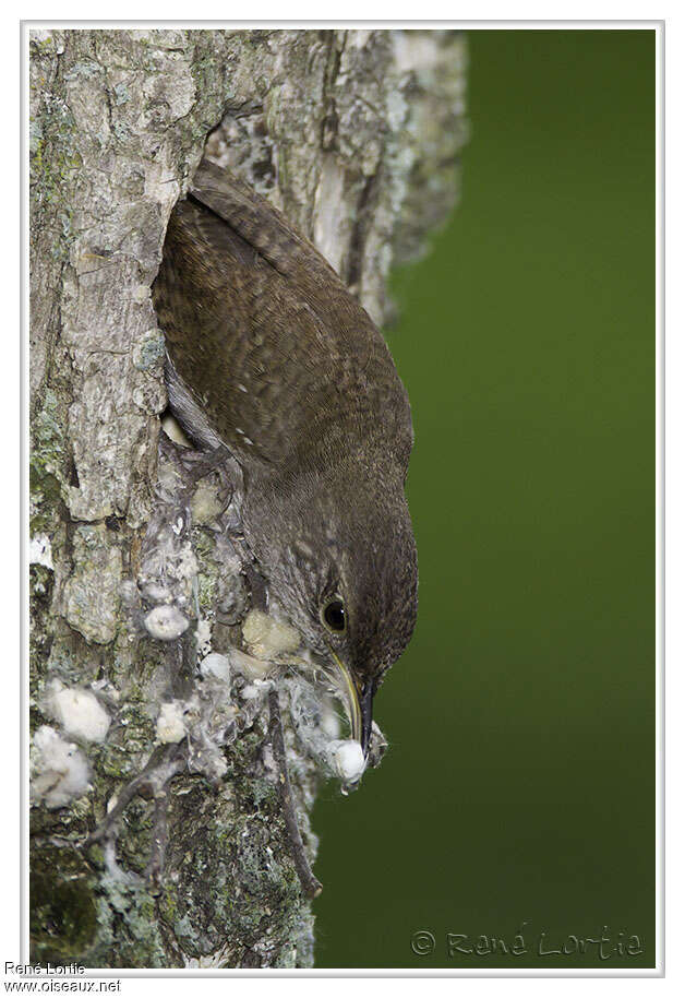 Northern House Wrenadult, Reproduction-nesting, Behaviour