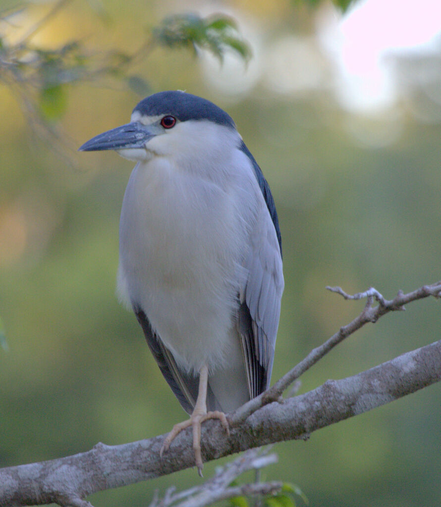 Black-crowned Night Heron