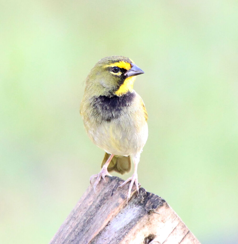 Yellow-faced Grassquit male adult