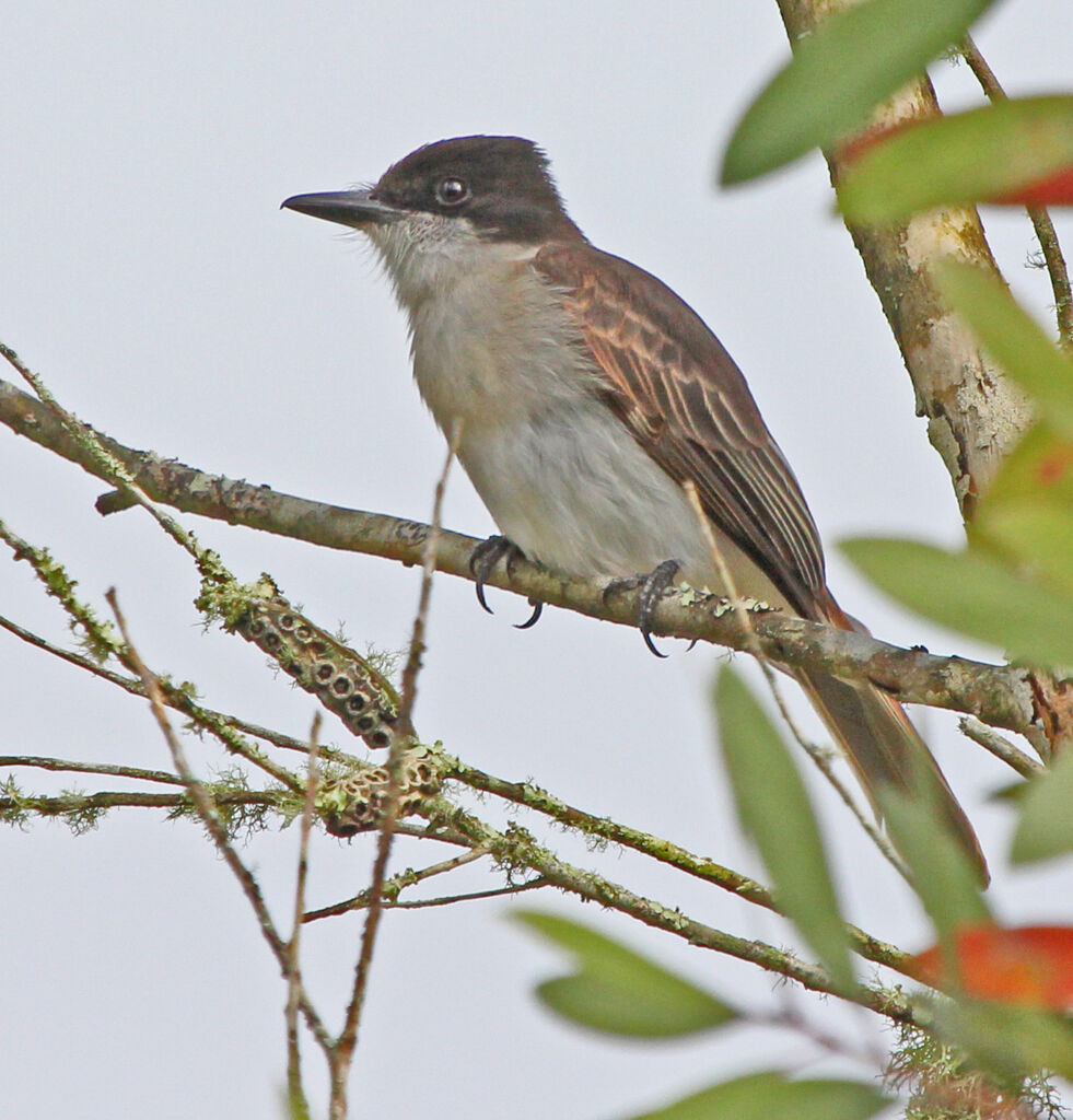 Loggerhead Kingbird