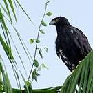 Aigle tyran