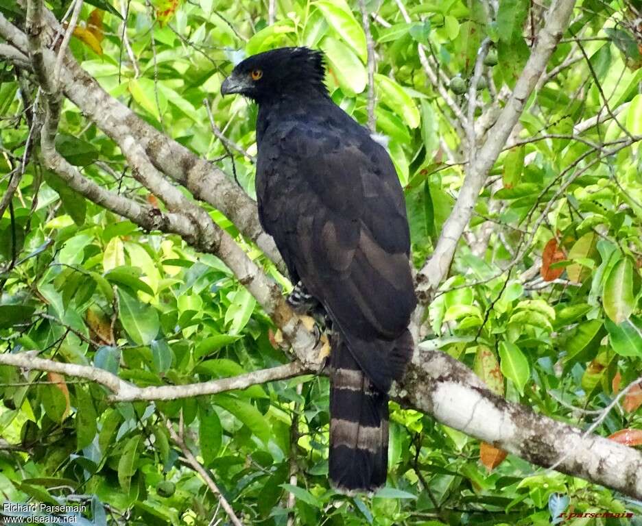 Aigle tyranadulte, identification