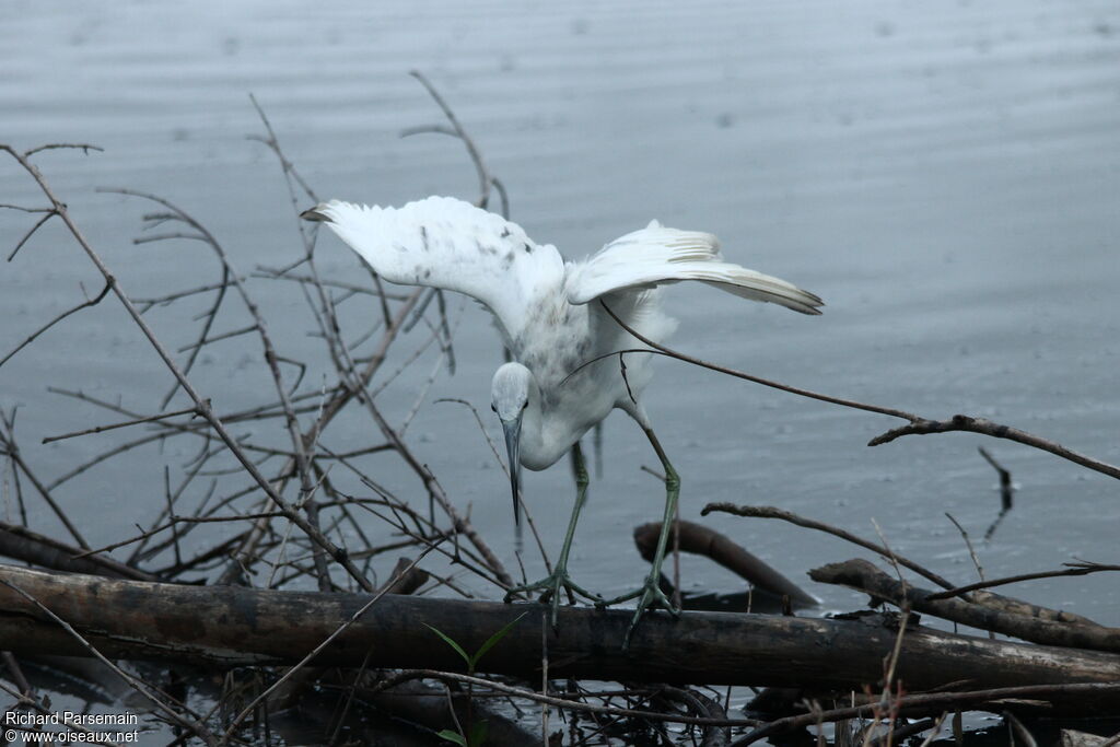 Aigrette bleueimmature
