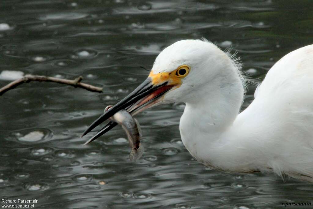 Aigrette neigeuseadulte, portrait, régime, mange