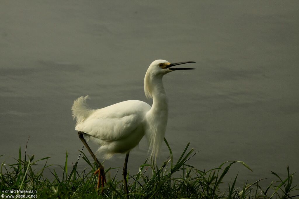 Aigrette neigeuseadulte