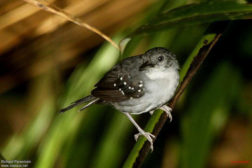 Alapi ponctué mâle adulte, identification