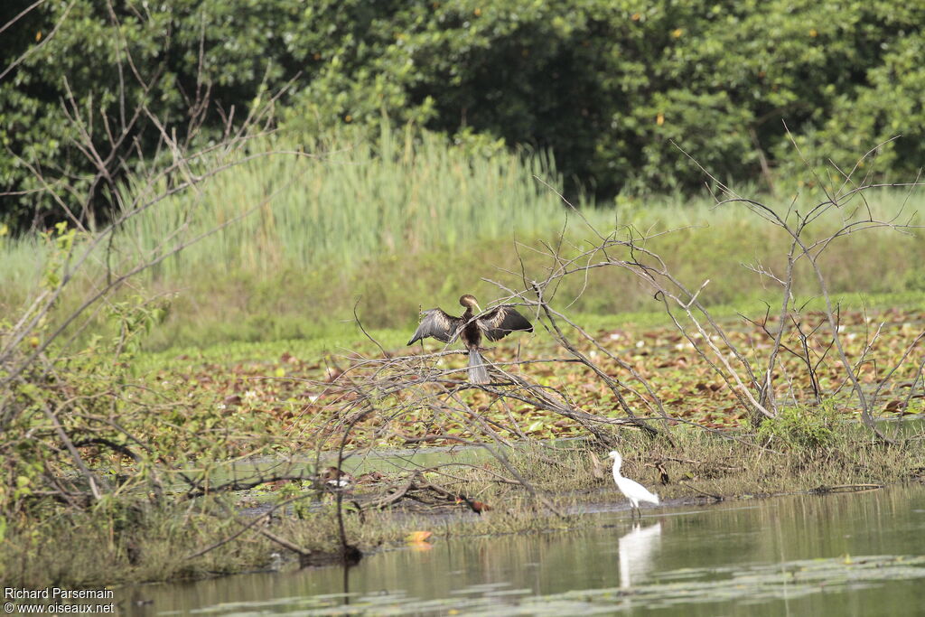 Anhinga