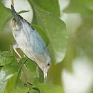 Conirostre bicolore