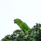 Conure pavouane