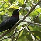 Coracine noire