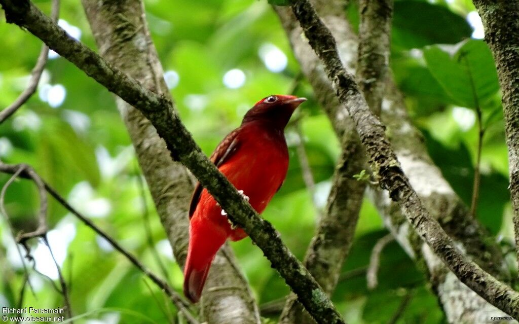 Cotinga ouetteadulte