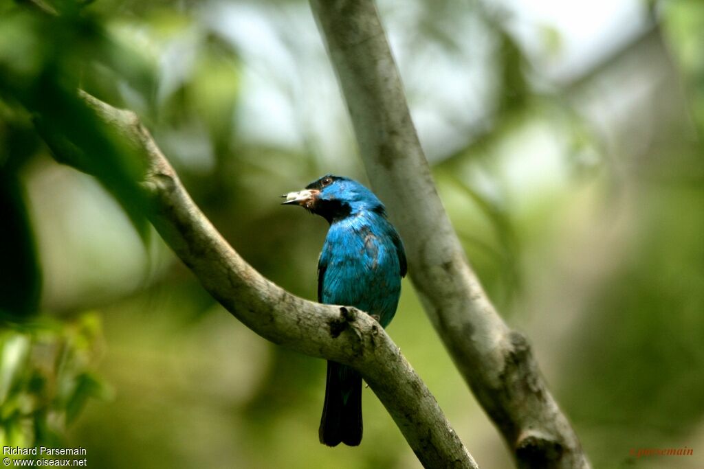 Dacnis bleu mâle adulte