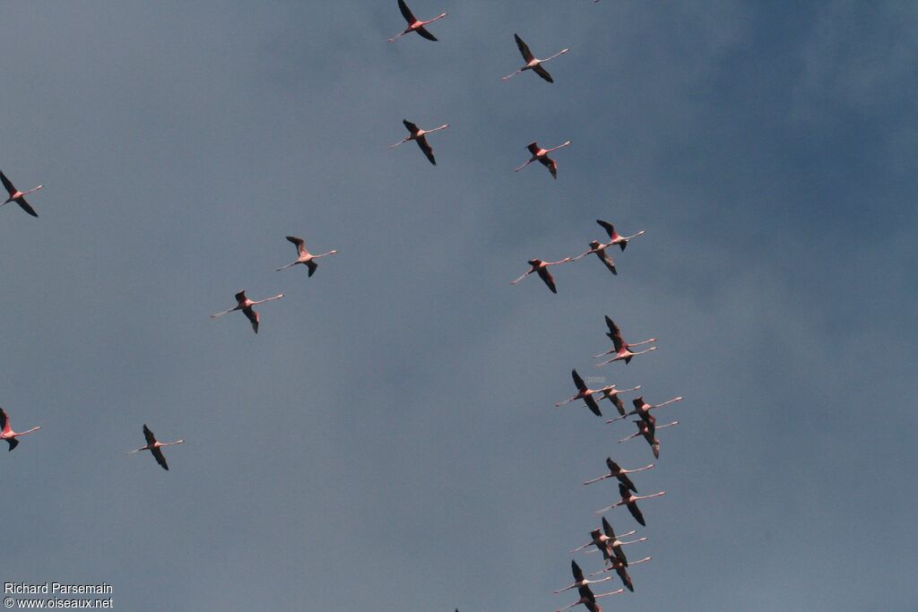 Flamant des Caraïbesadulte, Vol
