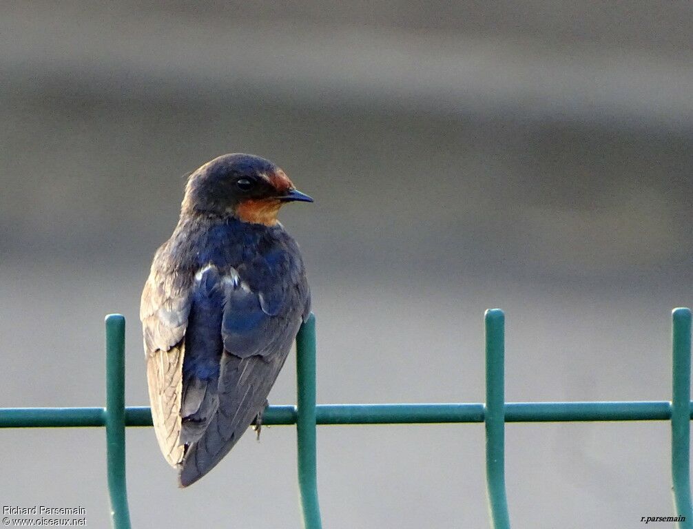 Barn Swallowadult