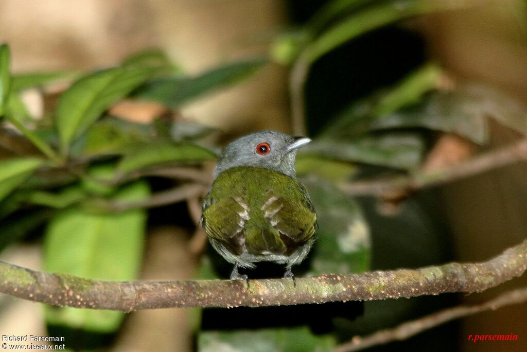 Manakin à tête blanche femelle adulte