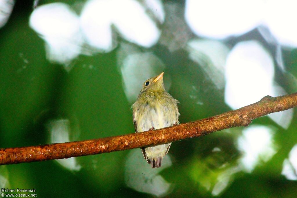 Golden-headed Manakin female adult