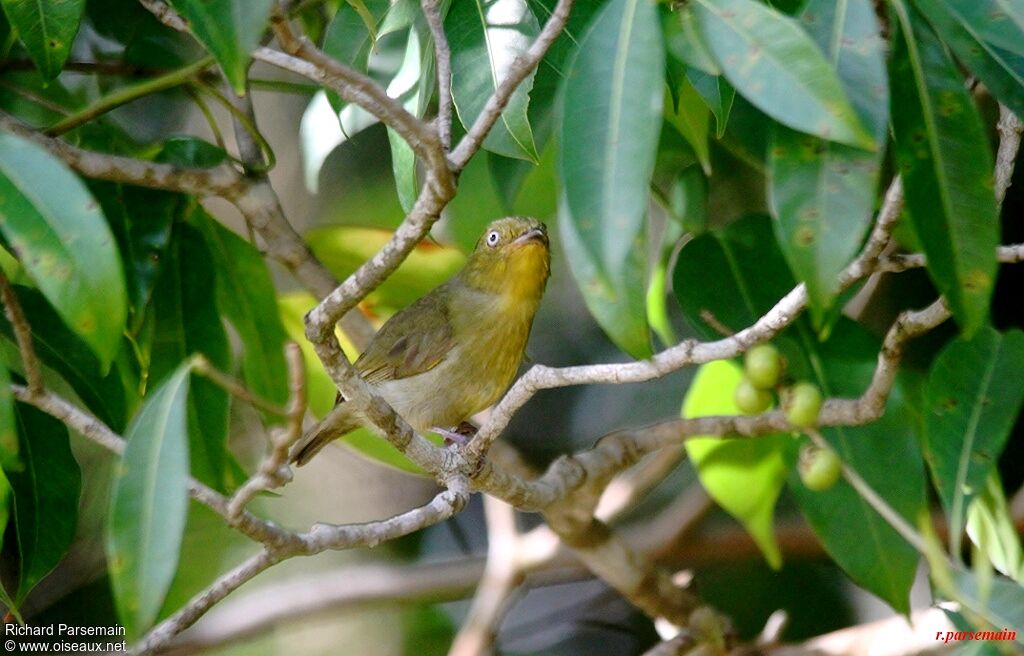 Manakin auréole femelle adulte