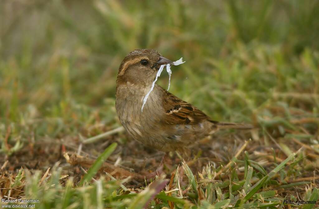 Moineau domestiqueadulte, Nidification