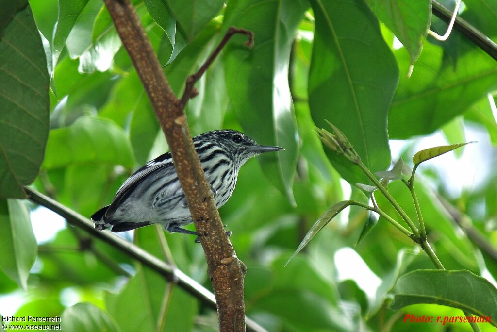 Myrmidon du Surinam mâle adulte