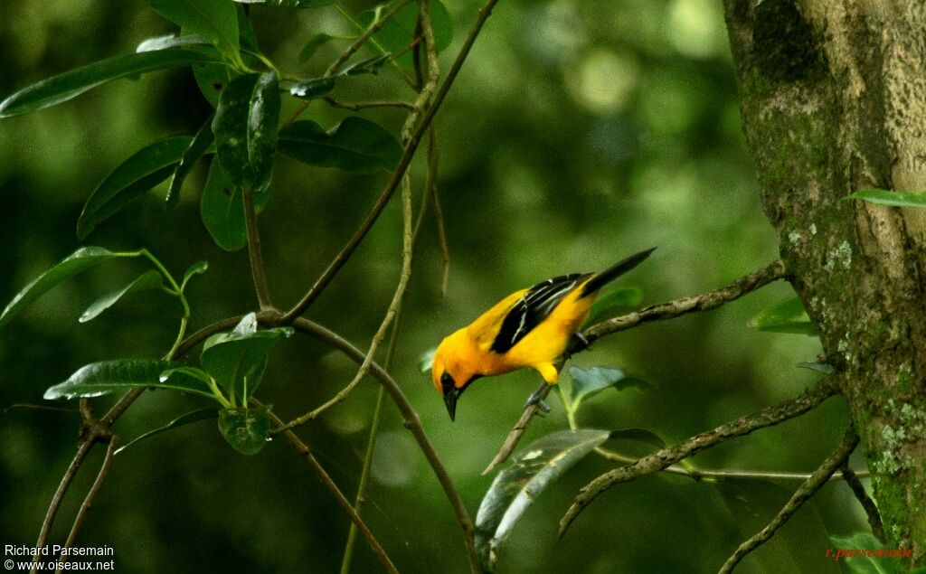 Oriole jauneadulte