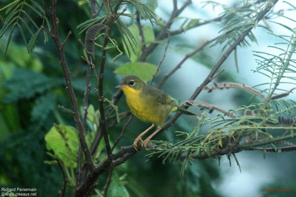 Paruline équatoriale femelle adulte
