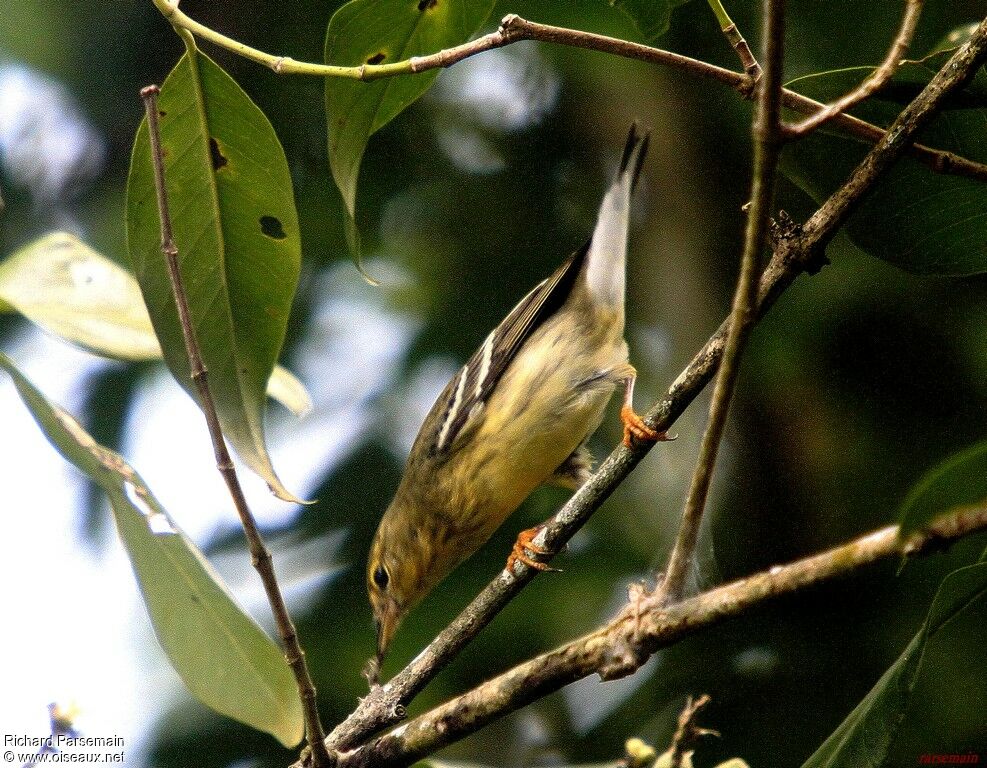 Paruline rayée, mange