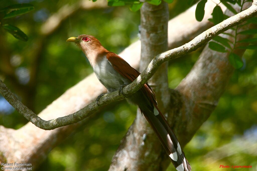 Piaye écureuiladulte