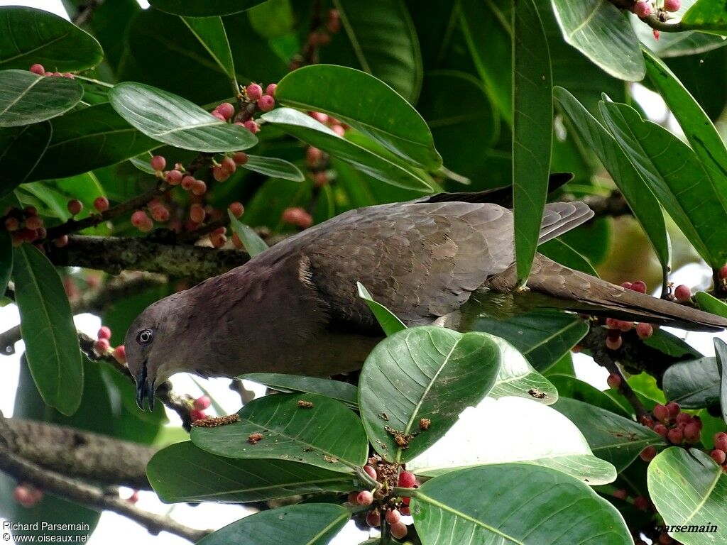 Pigeon plombéadulte, mange