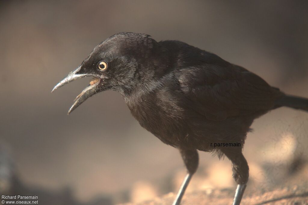 Quiscale merleadulte, mange
