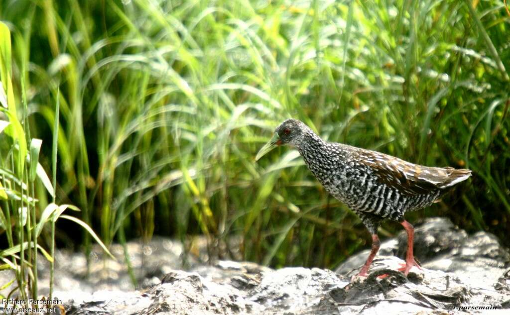 Râle tachetéadulte, identification, marche