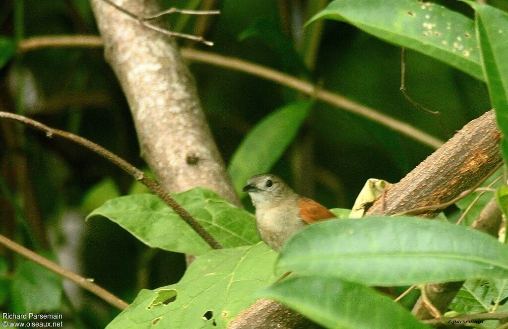 Synallaxe de Cayenne