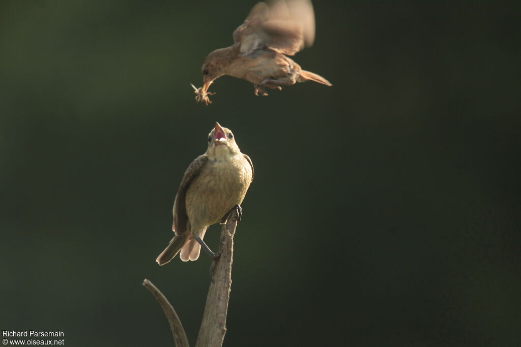 Southern House Wren