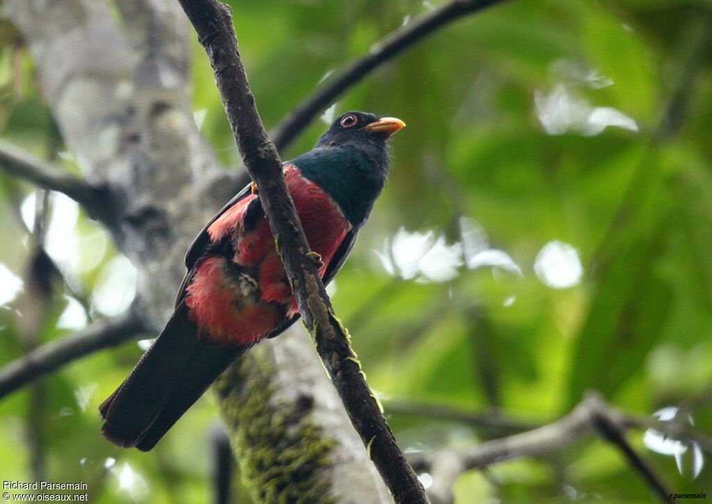 Trogon à queue noireadulte